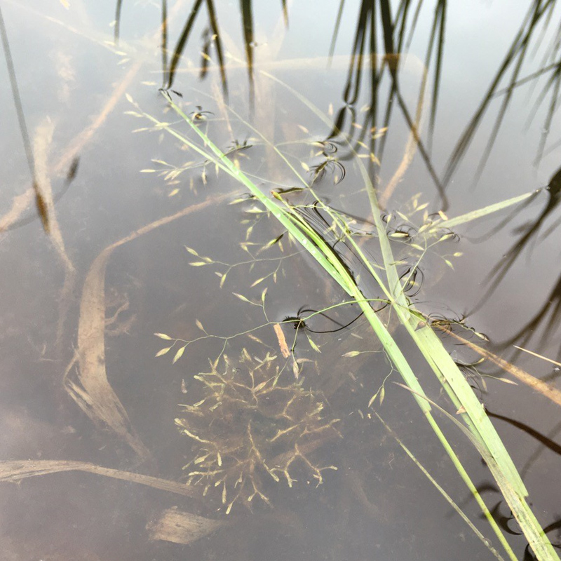 Riccia fluitans